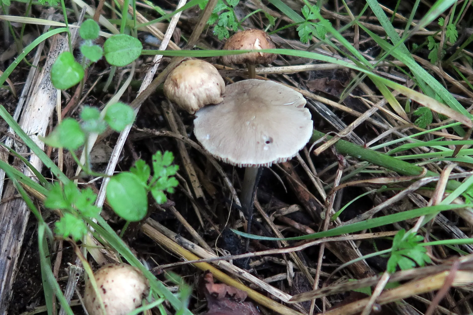 Pluteus nanus - 1